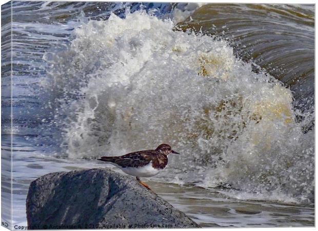 Turnstone  Canvas Print by Antoinette B