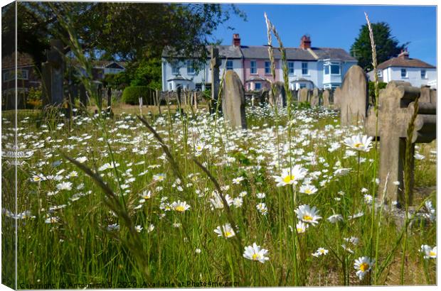 Wild flowers in a churchyard Canvas Print by Antoinette B