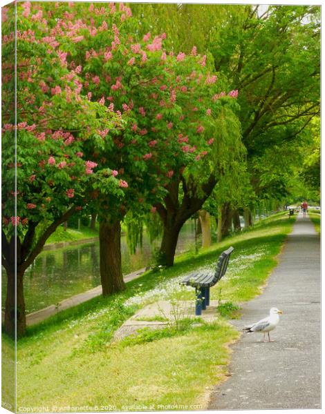 Walking along Hythe Military Canal in May  Canvas Print by Antoinette B