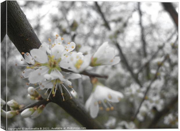 Hawthorn Blossoms Canvas Print by Antoinette B