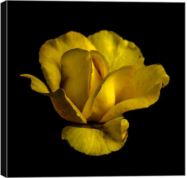 Yellow Mellow Canvas Print by Tony Fishpool