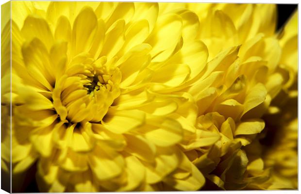 Sunshine in a Flower Canvas Print by Tony Fishpool