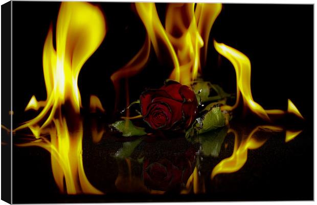 Start Of Burning Love Canvas Print by Tony Fishpool