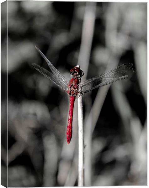 Resting Dragonfly Canvas Print by Tony Fishpool