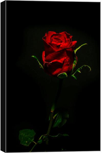 Single Rose Of Love Canvas Print by Tony Fishpool