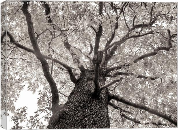 Tree Tops Canvas Print by Tony Fishpool