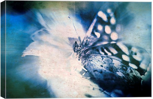 Blue Tint Butterfly Canvas Print by Tony Fishpool