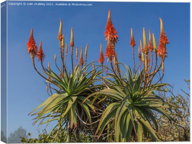 Aloe Vera in bloom Canvas Print by colin chalkley