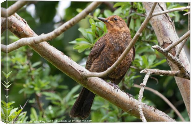 Female Blackbird in the Woods Canvas Print by colin chalkley