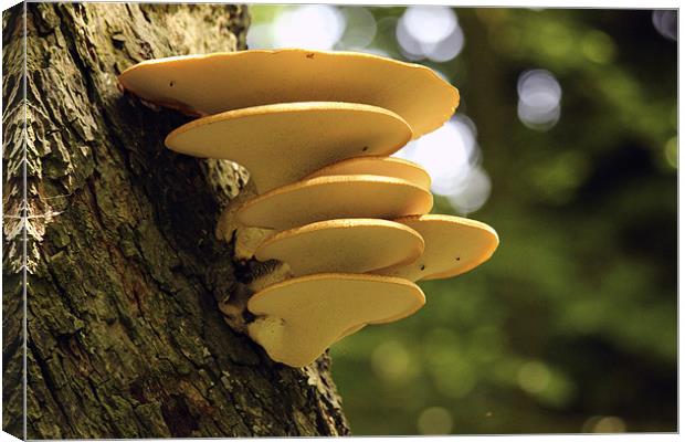 Yellow Tree Fungi Canvas Print by colin chalkley
