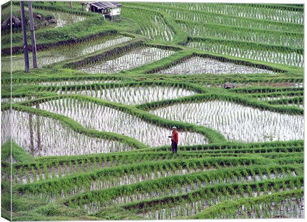 Rice Terrace in Bali, Indonesia Canvas Print by colin chalkley