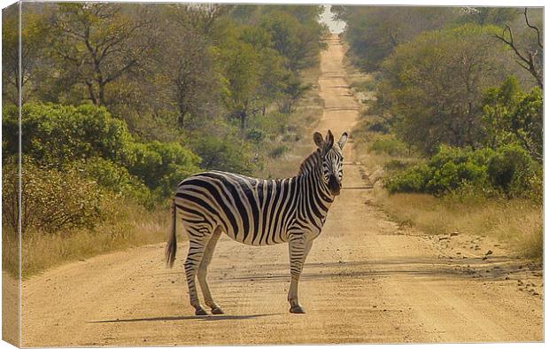 Zebra Crossing Canvas Print by colin chalkley