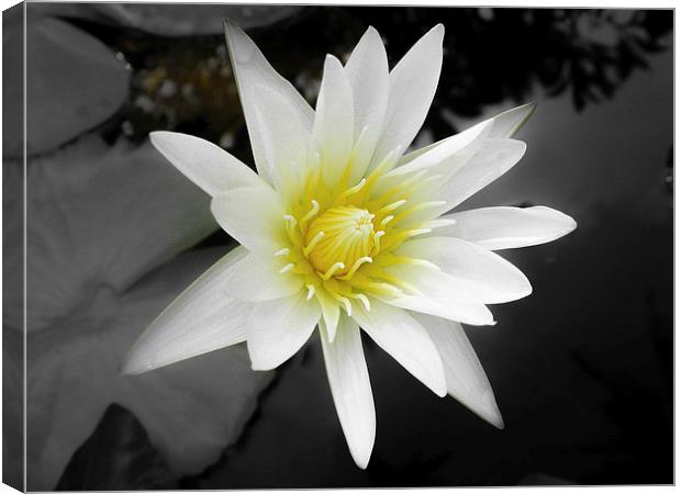 Water Lily in Koh Samui Canvas Print by colin chalkley