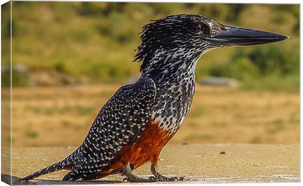 Giant Kingfisher - South Africa Canvas Print by colin chalkley