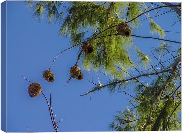 Collection of weaver bird nests Canvas Print by colin chalkley