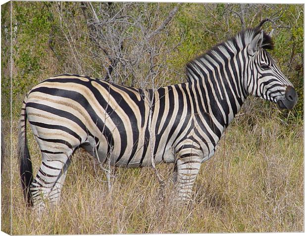 Zebra in Kruger National Park Canvas Print by colin chalkley