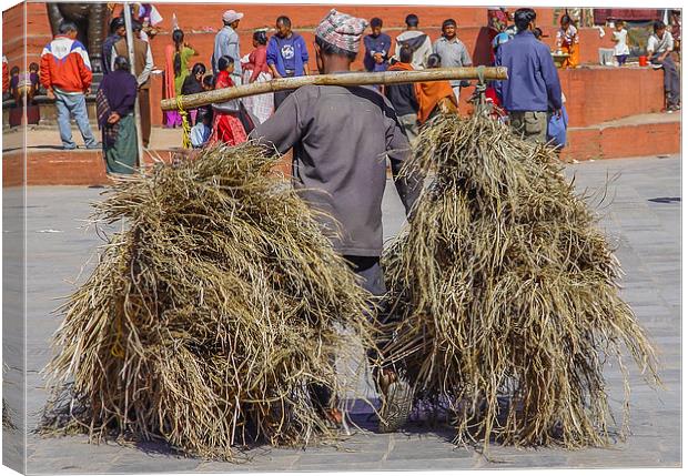 Carrying hay in Kathmandu Canvas Print by colin chalkley