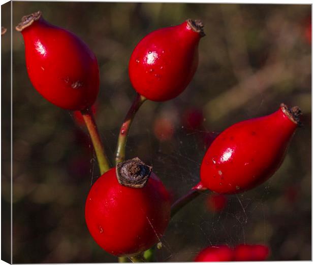 Rose Hips Canvas Print by colin chalkley