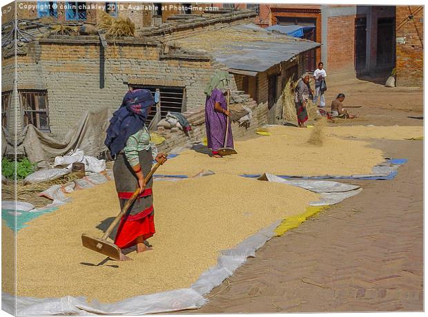 Drying grain in Kathmandu Canvas Print by colin chalkley
