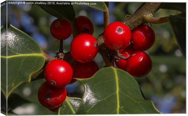 Holly Tree Berries Canvas Print by colin chalkley