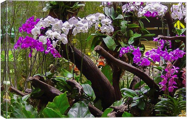 Orchid Display in Changi Airport Canvas Print by colin chalkley