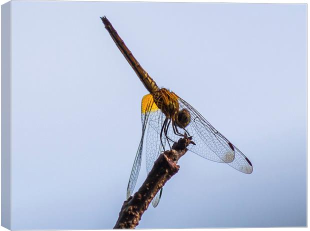 Dragonfly Canvas Print by colin chalkley