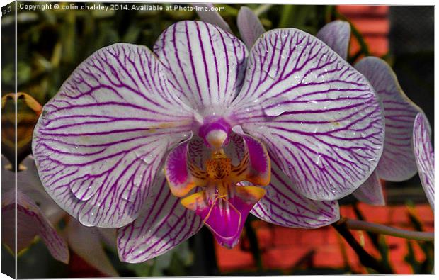 Orchid Canvas Print by colin chalkley