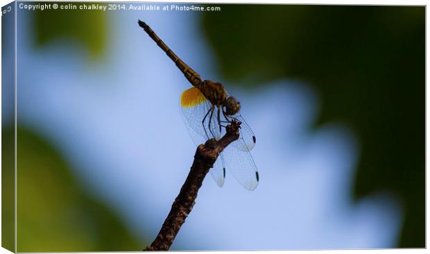 Dragonfly Canvas Print by colin chalkley