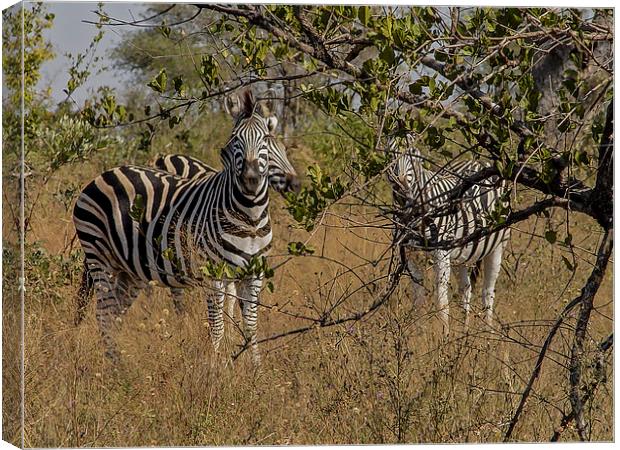 Zebra in Kuger Park Canvas Print by colin chalkley