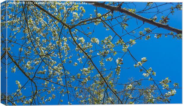Wild White Cherry against an azure sky Canvas Print by colin chalkley