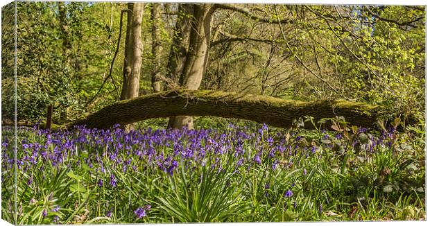 Bluebells in Ambarrow Woods, Sandhurst Canvas Print by colin chalkley