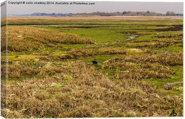Salt Marsh at West Wittering Canvas Print by colin chalkley