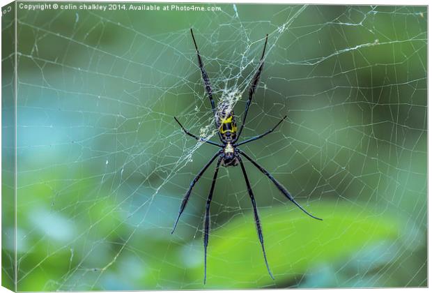Female Golden Orb Spider Canvas Print by colin chalkley