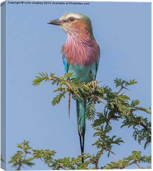 Lilac Breasted Roller Canvas Print by colin chalkley