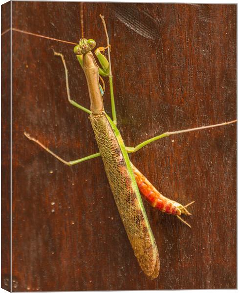 South African Praying Mantis Canvas Print by colin chalkley