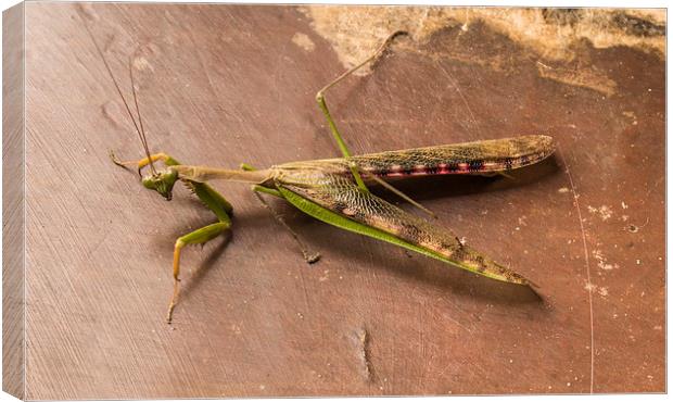 South African Praying Mantis Canvas Print by colin chalkley