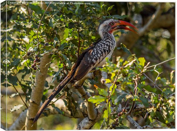 Red Billed Hornbill Canvas Print by colin chalkley