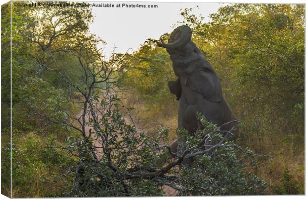 Mad Elephant!!! Canvas Print by colin chalkley