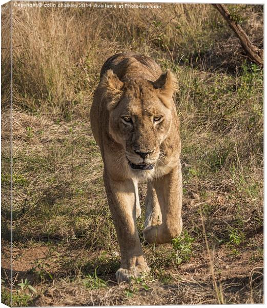 Lioness in Kruger Canvas Print by colin chalkley