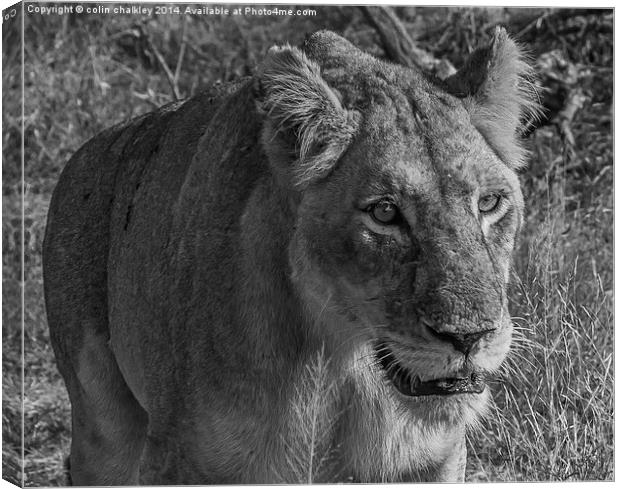 Lioness in Kruger National Park Canvas Print by colin chalkley