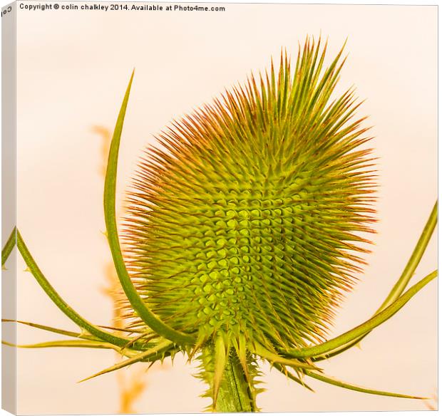 Thistle Head Canvas Print by colin chalkley
