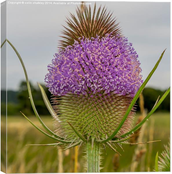 Flowering Thistle Head Canvas Print by colin chalkley
