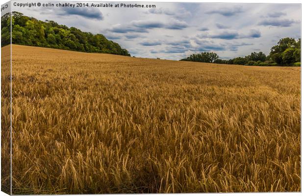 Barley Field in the Chilterns Canvas Print by colin chalkley