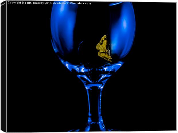  Moth on a Wineglass Canvas Print by colin chalkley