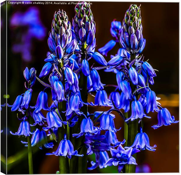 Variety of Bluebell Canvas Print by colin chalkley