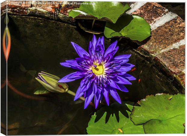  Thai Water Lily Canvas Print by colin chalkley