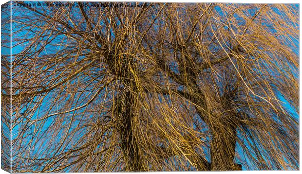  The tangled new growth of the Weeping Willow Canvas Print by colin chalkley
