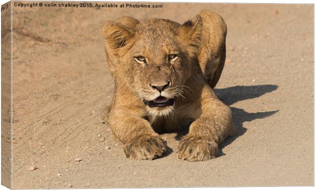 Kruger National Park - Lion Cub  Canvas Print by colin chalkley