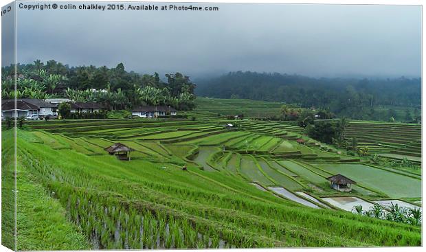  Rice Terrace Fields in Bali Canvas Print by colin chalkley