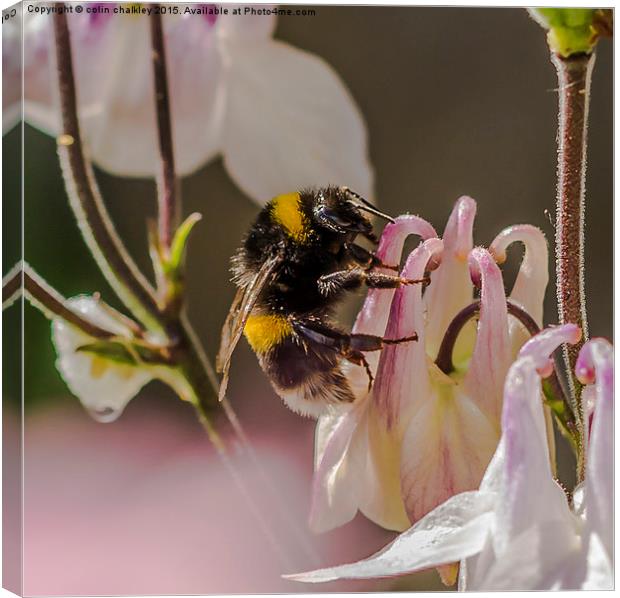  Bee on an Aquilegia Flower Canvas Print by colin chalkley